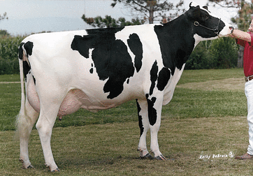 black and white jersey cow